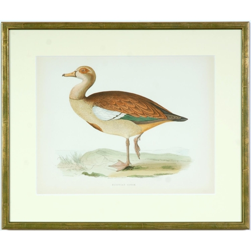 74 - A SET OF FOUR BRITISH GAME BIRDS, swans and geese, handcoloured lithographic plates 1891, Ref: Bever... 