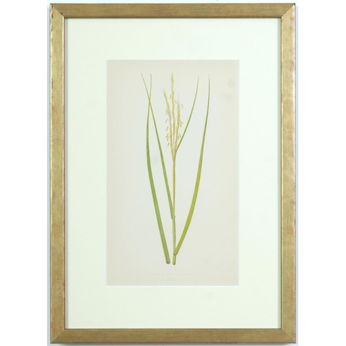 77 - E J LOWE, Grasses, a set of nine botanical prints, circa 1858, 30cm x 23cm each.