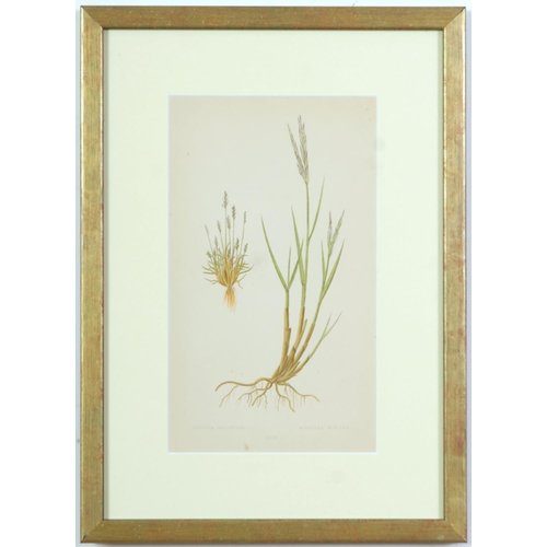 77 - E J LOWE, Grasses, a set of nine botanical prints, circa 1858, 30cm x 23cm each.