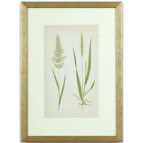 77 - E J LOWE, Grasses, a set of nine botanical prints, circa 1858, 30cm x 23cm each.