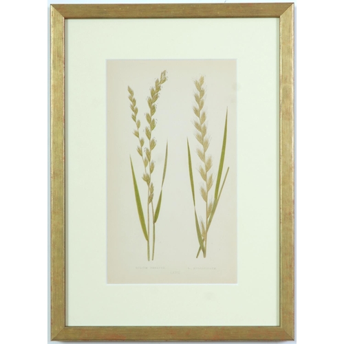 77 - E J LOWE, Grasses, a set of nine botanical prints, circa 1858, 30cm x 23cm each.