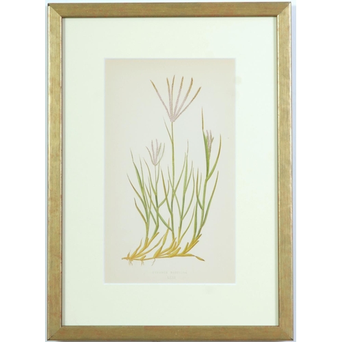 77 - E J LOWE, Grasses, a set of nine botanical prints, circa 1858, 30cm x 23cm each.