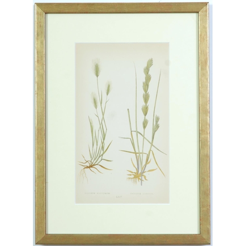 77 - E J LOWE, Grasses, a set of nine botanical prints, circa 1858, 30cm x 23cm each.