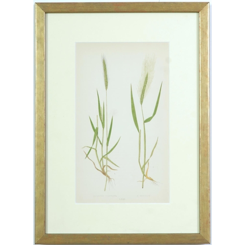 77 - E J LOWE, Grasses, a set of nine botanical prints, circa 1858, 30cm x 23cm each.