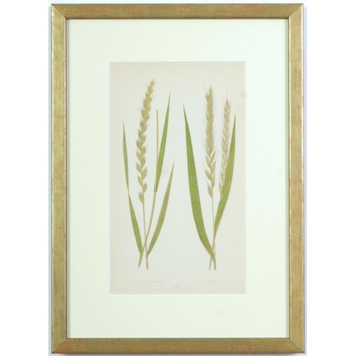 77 - E J LOWE, Grasses, a set of nine botanical prints, circa 1858, 30cm x 23cm each.