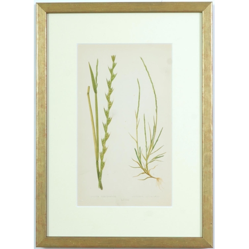 77 - E J LOWE, Grasses, a set of nine botanical prints, circa 1858, 30cm x 23cm each.