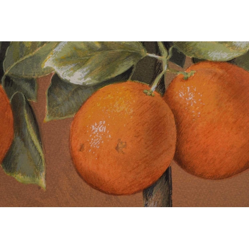 134 - JOSE ESCOFET (Spanish b. 1930) 'Lemon tree' and 'Orange tree', watercolour on print base, signed and... 