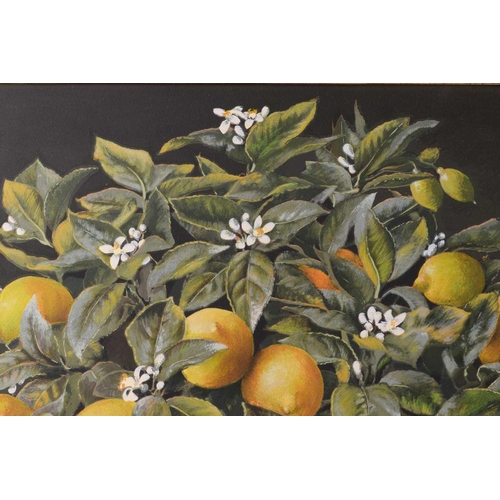 134 - JOSE ESCOFET (Spanish b. 1930) 'Lemon tree' and 'Orange tree', watercolour on print base, signed and... 