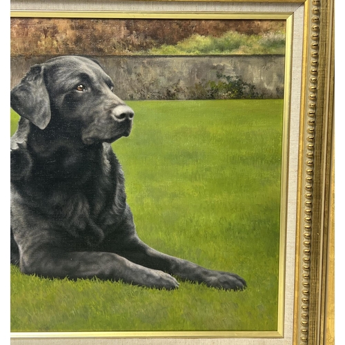 141 - SUE CASSON (20th century British), 'Black Labrador', oil on canvas, 34cm x 54cm, framed.