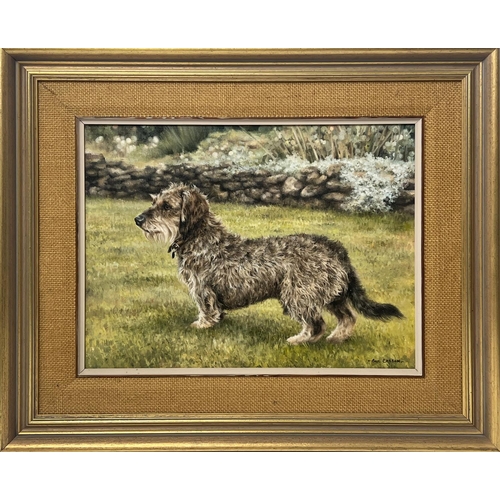 142 - SUE CASSON (20th century British), 'Wire Haired Dachshund', oil on canvas, 34cm x 44cm, framed.