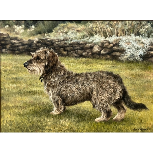 142 - SUE CASSON (20th century British), 'Wire Haired Dachshund', oil on canvas, 34cm x 44cm, framed.