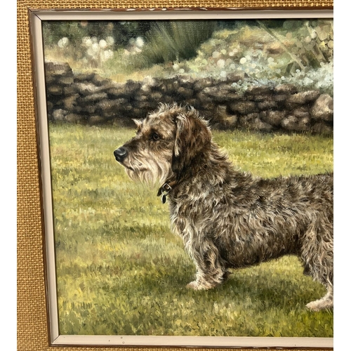 142 - SUE CASSON (20th century British), 'Wire Haired Dachshund', oil on canvas, 34cm x 44cm, framed.