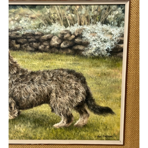 142 - SUE CASSON (20th century British), 'Wire Haired Dachshund', oil on canvas, 34cm x 44cm, framed.