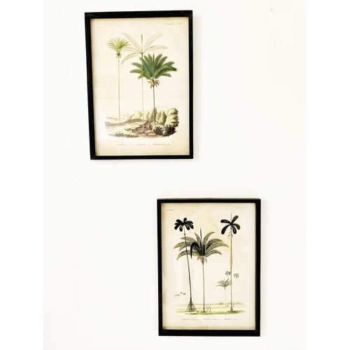 389 - BOTANICAL PRINTS, a pair, framed, 56cm x 41cm. (2)