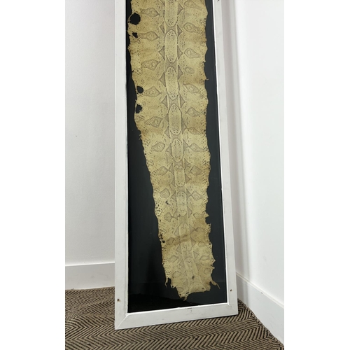 3 - TAXIDERMY PYTHON SKIN, of substantial size, 296cm x 48cm overall, framed.