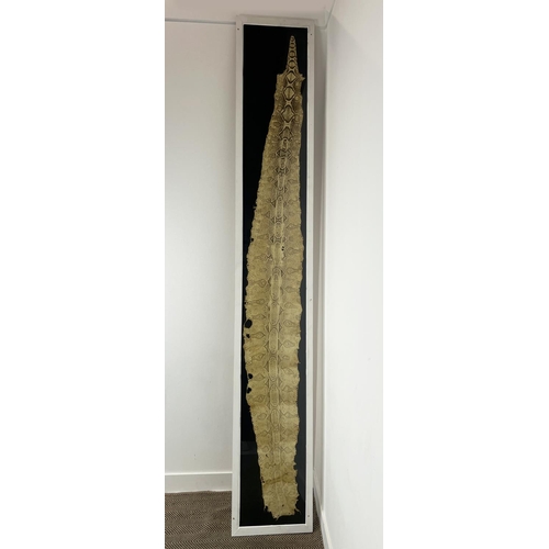 3 - TAXIDERMY PYTHON SKIN, of substantial size, 296cm x 48cm overall, framed.