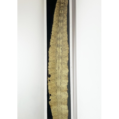 3 - TAXIDERMY PYTHON SKIN, of substantial size, 296cm x 48cm overall, framed.