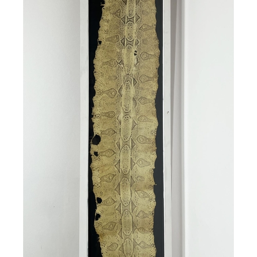 3 - TAXIDERMY PYTHON SKIN, of substantial size, 296cm x 48cm overall, framed.