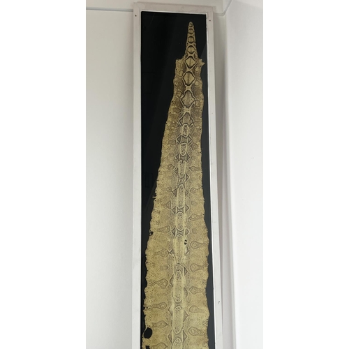 3 - TAXIDERMY PYTHON SKIN, of substantial size, 296cm x 48cm overall, framed.