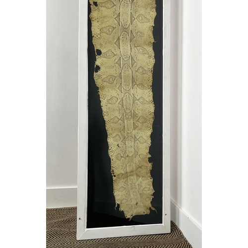 3 - TAXIDERMY PYTHON SKIN, of substantial size, 296cm x 48cm overall, framed.