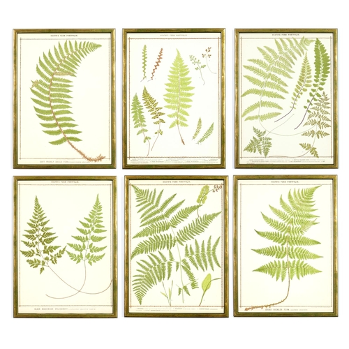 131 - A SET OF 6 LATE 19TH CENTURY LIFE SIZE FERNS RARE CHROMOLITHOGRAPHS: Francis George Heath Italian Ve... 