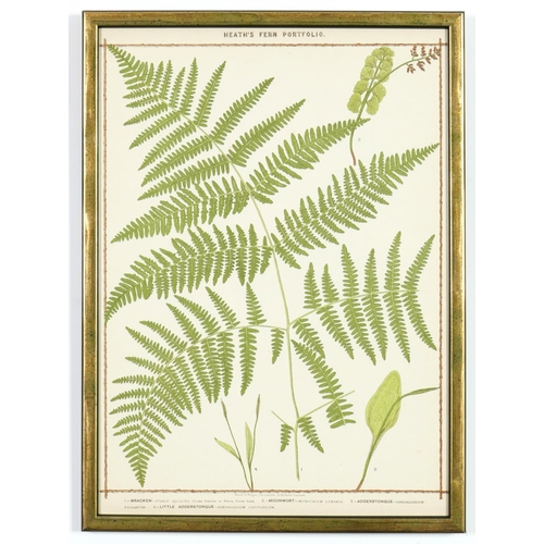 131 - A SET OF 6 LATE 19TH CENTURY LIFE SIZE FERNS RARE CHROMOLITHOGRAPHS: Francis George Heath Italian Ve... 