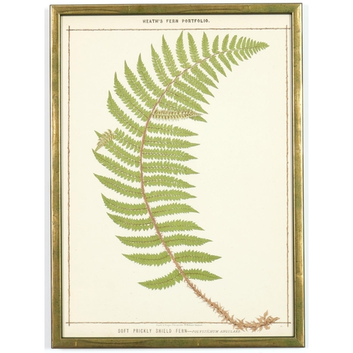 131 - A SET OF 6 LATE 19TH CENTURY LIFE SIZE FERNS RARE CHROMOLITHOGRAPHS: Francis George Heath Italian Ve... 