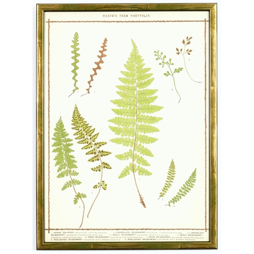 131 - A SET OF 6 LATE 19TH CENTURY LIFE SIZE FERNS RARE CHROMOLITHOGRAPHS: Francis George Heath Italian Ve... 