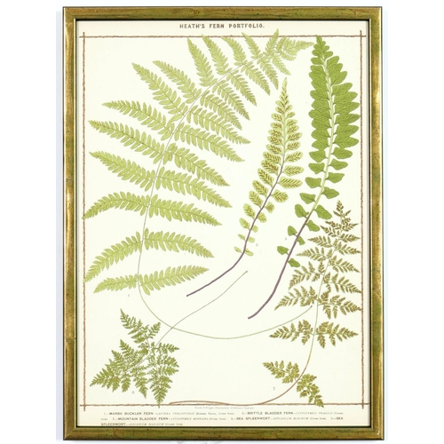 131 - A SET OF 6 LATE 19TH CENTURY LIFE SIZE FERNS RARE CHROMOLITHOGRAPHS: Francis George Heath Italian Ve... 