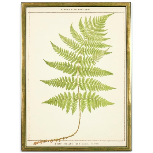 131 - A SET OF 6 LATE 19TH CENTURY LIFE SIZE FERNS RARE CHROMOLITHOGRAPHS: Francis George Heath Italian Ve... 