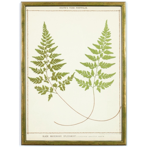 131 - A SET OF 6 LATE 19TH CENTURY LIFE SIZE FERNS RARE CHROMOLITHOGRAPHS: Francis George Heath Italian Ve... 