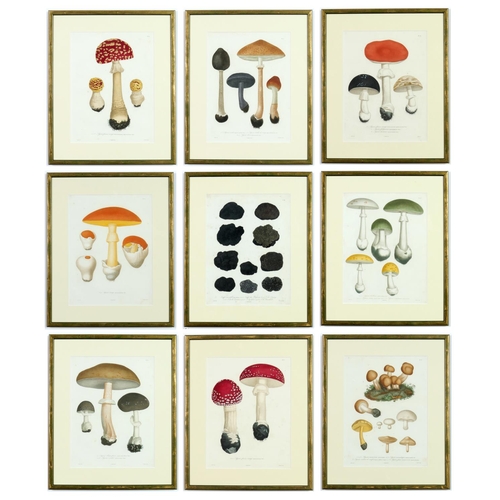 132 - JOSEPH ROQUES, Truffles and Mushrooms, a rare set of nine engravings with hand colouring from 1864, ... 