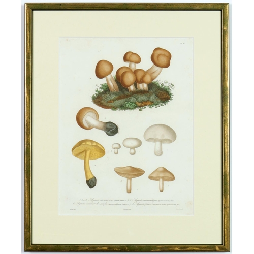 132 - JOSEPH ROQUES, Truffles and Mushrooms, a rare set of nine engravings with hand colouring from 1864, ... 