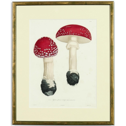 132 - JOSEPH ROQUES, Truffles and Mushrooms, a rare set of nine engravings with hand colouring from 1864, ... 