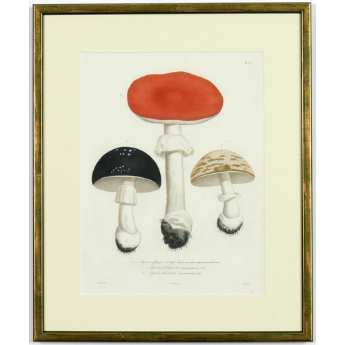 132 - JOSEPH ROQUES, Truffles and Mushrooms, a rare set of nine engravings with hand colouring from 1864, ... 