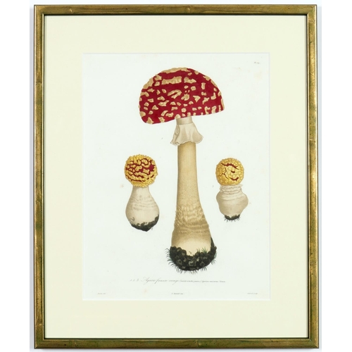 132 - JOSEPH ROQUES, Truffles and Mushrooms, a rare set of nine engravings with hand colouring from 1864, ... 