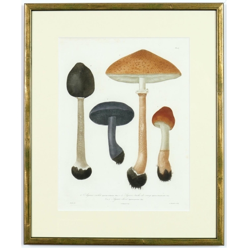 132 - JOSEPH ROQUES, Truffles and Mushrooms, a rare set of nine engravings with hand colouring from 1864, ... 