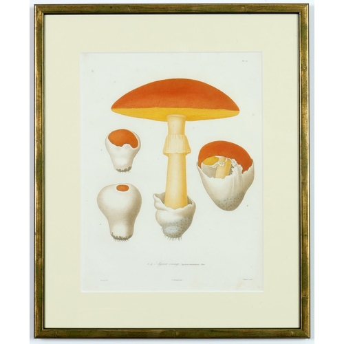 132 - JOSEPH ROQUES, Truffles and Mushrooms, a rare set of nine engravings with hand colouring from 1864, ... 