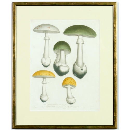 132 - JOSEPH ROQUES, Truffles and Mushrooms, a rare set of nine engravings with hand colouring from 1864, ... 