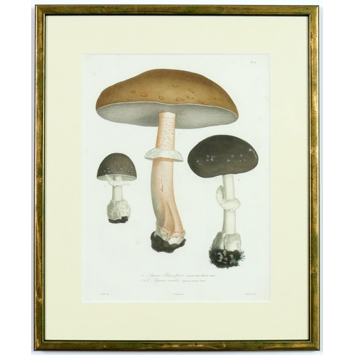 132 - JOSEPH ROQUES, Truffles and Mushrooms, a rare set of nine engravings with hand colouring from 1864, ... 