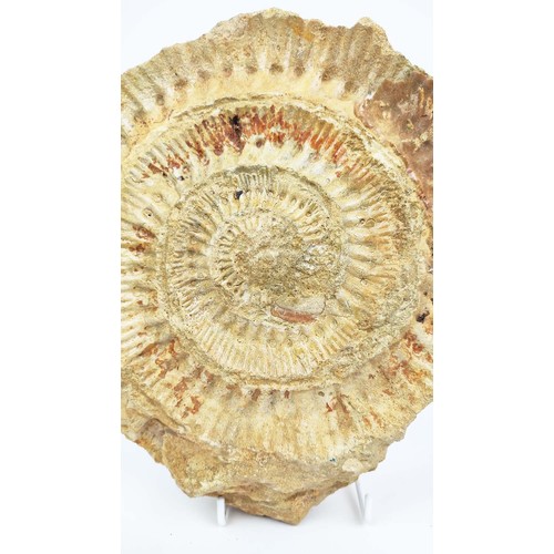 1 - AMMONITE, Stephanoceras Humphresianum, Jurassic era, Inferior Oolite, circa 170 million, Sherborne, ... 