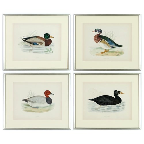 53 - A SET OF FOUR BRITISH GAME BIRDS, hand coloured lithographic plates, 1891, 31cm x 24cm each.