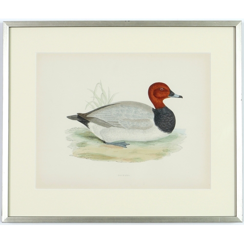 53 - A SET OF FOUR BRITISH GAME BIRDS, hand coloured lithographic plates, 1891, 31cm x 24cm each.