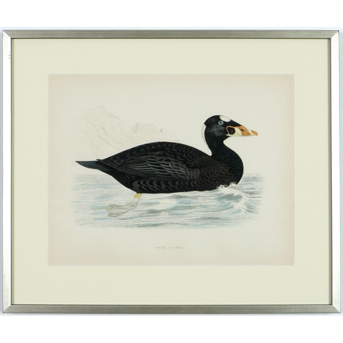 53 - A SET OF FOUR BRITISH GAME BIRDS, hand coloured lithographic plates, 1891, 31cm x 24cm each.