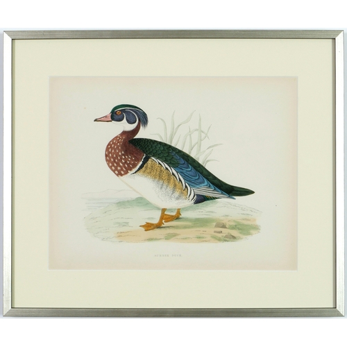 53 - A SET OF FOUR BRITISH GAME BIRDS, hand coloured lithographic plates, 1891, 31cm x 24cm each.