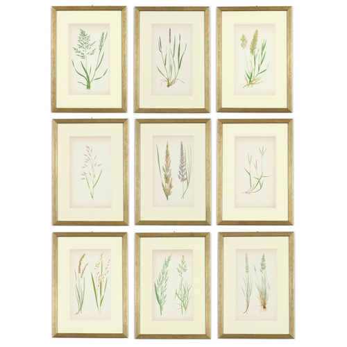 51 - E J LOWE,Grasses, a set of nine botanical prints, circa 1858, 30cm x 23cm.