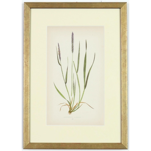 51 - E J LOWE,Grasses, a set of nine botanical prints, circa 1858, 30cm x 23cm.