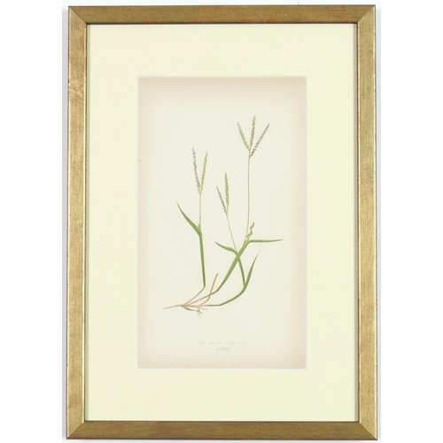 51 - E J LOWE,Grasses, a set of nine botanical prints, circa 1858, 30cm x 23cm.