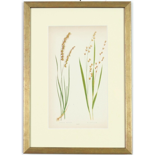 51 - E J LOWE,Grasses, a set of nine botanical prints, circa 1858, 30cm x 23cm.