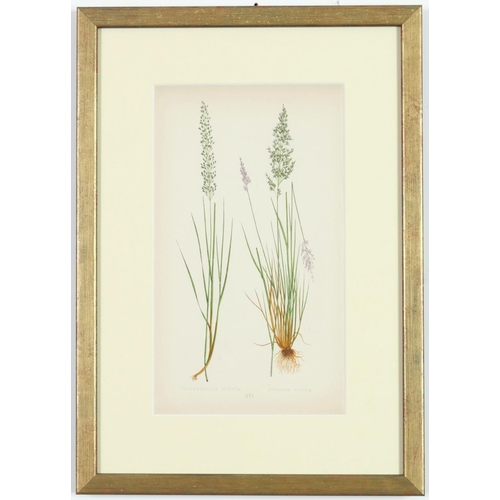 51 - E J LOWE,Grasses, a set of nine botanical prints, circa 1858, 30cm x 23cm.